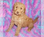 Small #2 Labradoodle mix (+ Poodle Standard)