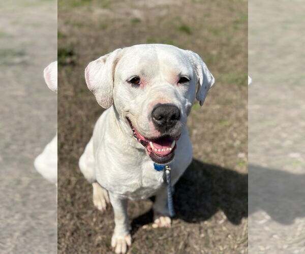 Medium Photo #1 Mutt Puppy For Sale in Virginia Beach, VA, USA