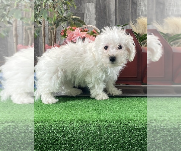 Medium Photo #2 Bichon Frise Puppy For Sale in CANOGA, NY, USA
