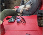 Small #3 Poodle (Toy)