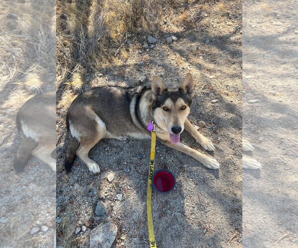 Medium Photo #11 German Shepherd Dog-Huskies  Mix Puppy For Sale in Queen Creek, AZ, USA