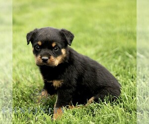 Rottweiler Puppy for sale in CHRISTIANA, PA, USA