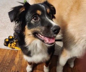 Miniature Australian Shepherd Puppy for sale in ENDERLIN, ND, USA