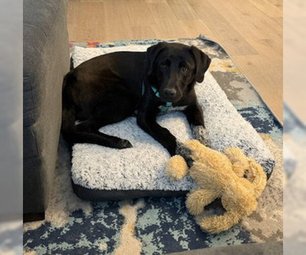 Medium Photo #2 Labrador Retriever-Unknown Mix Puppy For Sale in Sandy, UT, USA