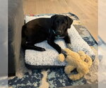 Small #1 Labrador Retriever Mix