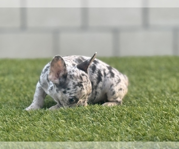 Medium Photo #11 French Bulldog Puppy For Sale in CHARLOTTE, NC, USA