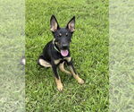 Small #4 German Shepherd Dog Mix
