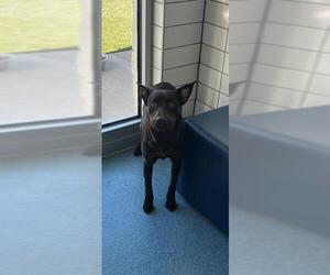 Labrador Retriever Dogs for adoption in Pearland, TX, USA