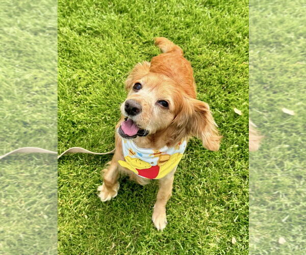 Medium Photo #7 Cocker Spaniel Puppy For Sale in Sherman Oaks, CA, USA