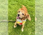 Small #6 Cocker Spaniel