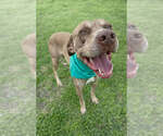 Small Photo #3 Mutt Puppy For Sale in Abbeville, LA, USA