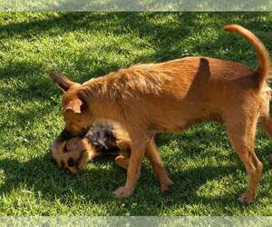 Scrappee - Female Mutt Dog for Adoption - Photo #2