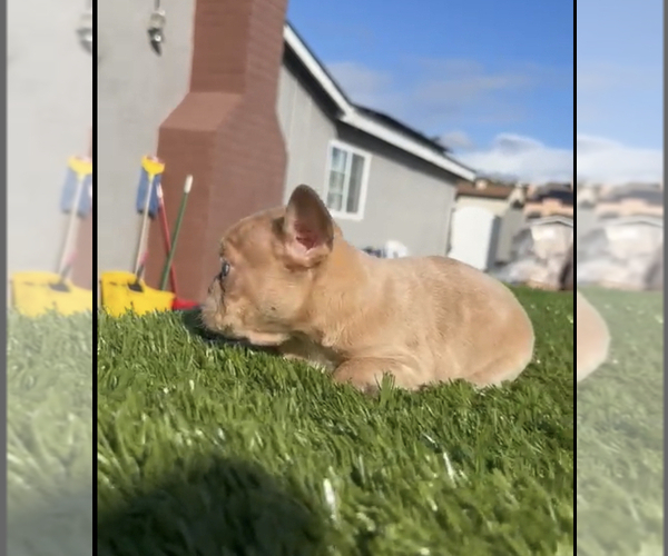 Medium Photo #26 French Bulldog Puppy For Sale in SAN FRANCISCO, CA, USA