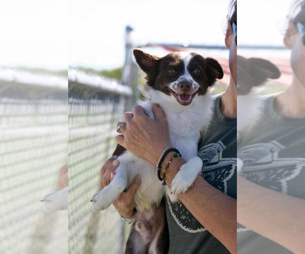 Medium Photo #1 Rat-Cha Puppy For Sale in Aurora, IN, USA