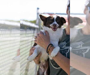 Rat-Cha Dogs for adoption in Aurora, IN, USA