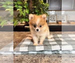 Pomeranian Puppy for sale in INDIANAPOLIS, IN, USA