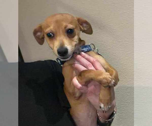 Medium Photo #4 Chiweenie Puppy For Sale in Princeton, MN, USA