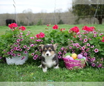 Small Photo #9 Pembroke Welsh Corgi Puppy For Sale in SPRINGFIELD, MO, USA