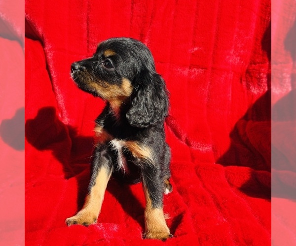 Medium Photo #7 Cavalier King Charles Spaniel Puppy For Sale in FRESNO, OH, USA