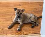 Small Australian Shepherd-Boxer Mix