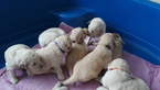 Small Photo #6 Goldendoodle Puppy For Sale in HIRAM, OH, USA