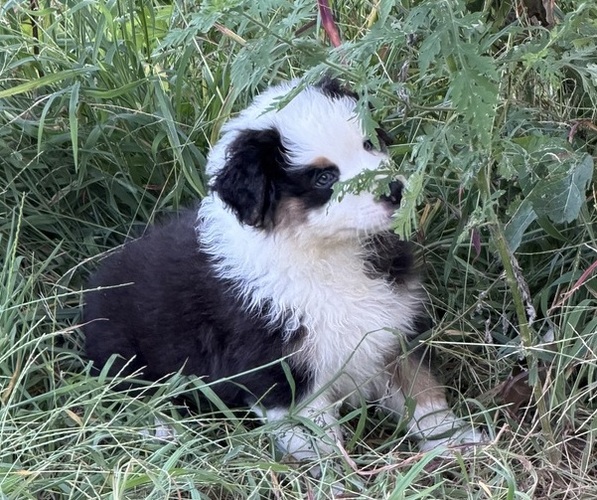 Medium Photo #3 Australian Shepherd Puppy For Sale in COUCH, MO, USA