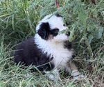 Small #2 Australian Shepherd