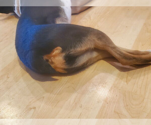 Medium Photo #2 - Mix Puppy For Sale in Vail, AZ, USA