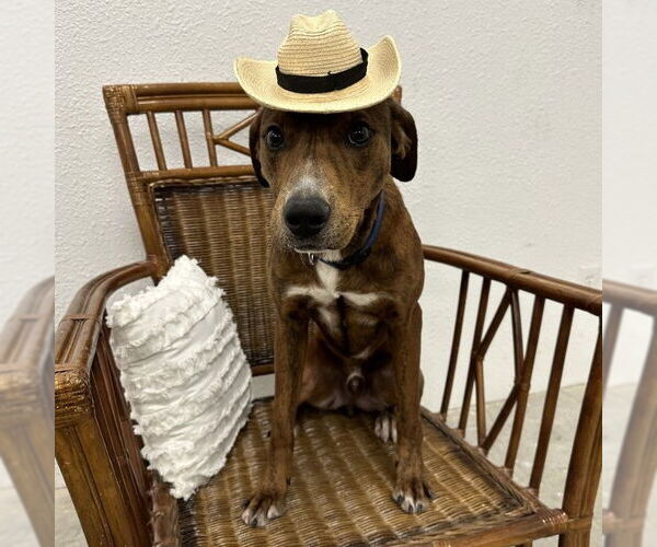 Medium Photo #3 Mutt Puppy For Sale in Denton, TX, USA