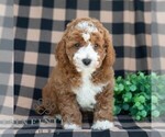 Small #4 Poodle (Miniature)