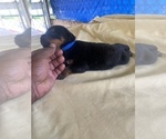 Small Photo #13 Rottweiler Puppy For Sale in RICHLAND, GA, USA