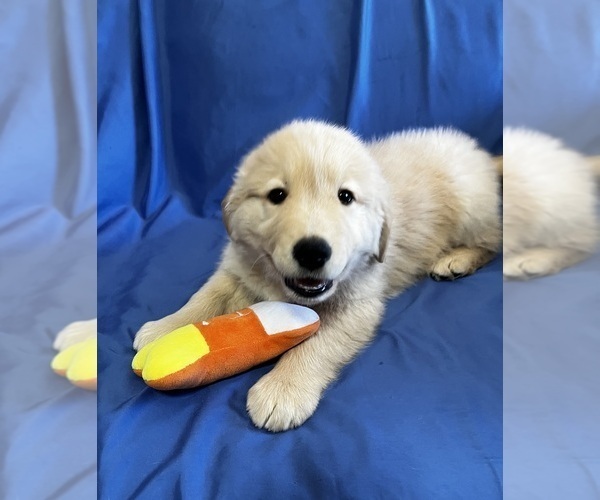 Medium Photo #4 Golden Labrador Puppy For Sale in LIVE OAK, FL, USA