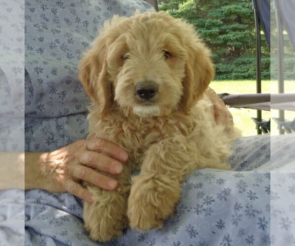 View Ad GoldendoodlePoodle (Standard) Mix Puppy for Sale near