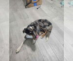 Small #3 Mutt