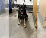 KAYLOR - Male Mutt Dog for Adoption - Small photo
