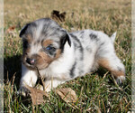 Puppy Amore Miniature Australian Shepherd