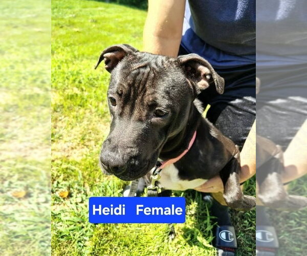 Medium Photo #1 Mutt Puppy For Sale in Evansville, IN, USA