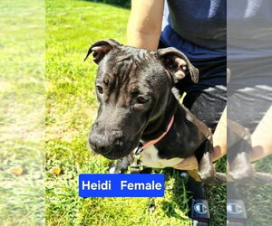 Mutt Dogs for adoption in Evansville, IN, USA