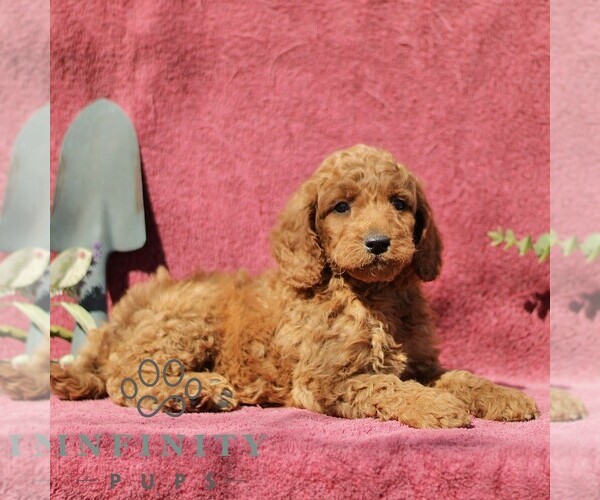 Medium Photo #3 Goldendoodle (Miniature) Puppy For Sale in EPHRATA, PA, USA