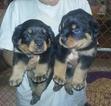 Small Photo #1 Rottweiler Puppy For Sale in HARTFORD, CT, USA