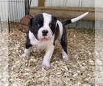 Puppy Male 4 American Bulldog