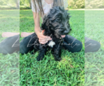 Small Photo #17 Goldendoodle Puppy For Sale in FORT MILL, SC, USA