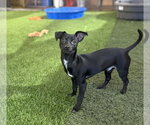 Small #6 Chihuahua Mix