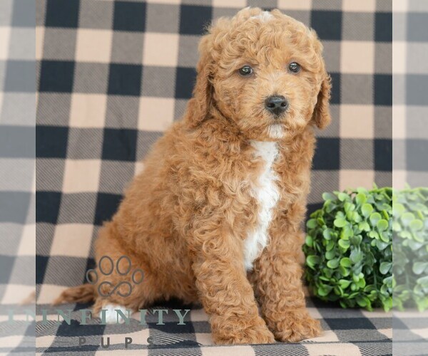 Medium Photo #4 Goldendoodle (Miniature) Puppy For Sale in DORNSIFE, PA, USA