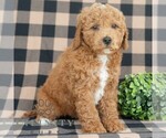 Small #3 Goldendoodle (Miniature)