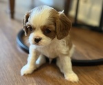 Puppy Puppy 3 Cavalier King Charles Spaniel