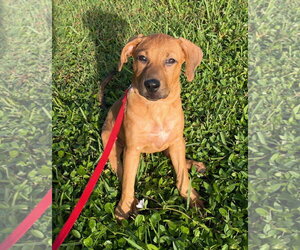 Mutt Dogs for adoption in Royal Palm Beach, FL, USA