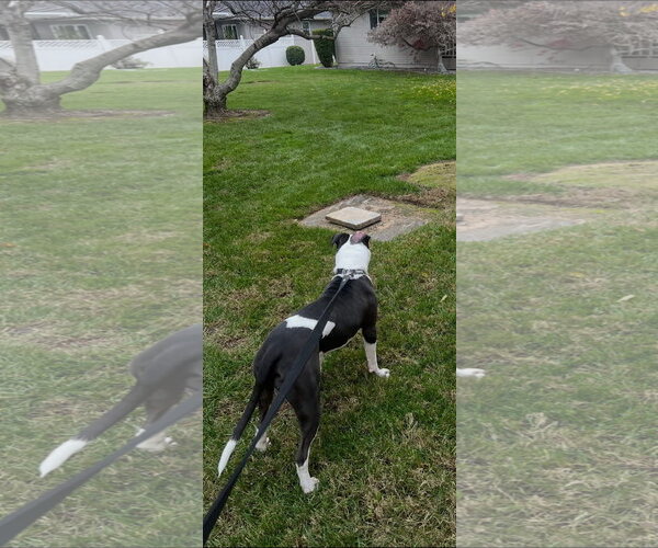 Medium Photo #3 American Pit Bull Terrier-Bulldog Mix Puppy For Sale in Woodland, CA, USA