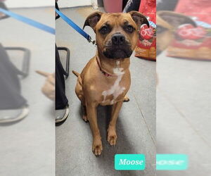 Bullboxer Pit Dogs for adoption in Richmond, IN, USA