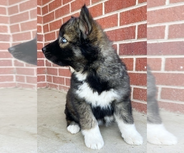 Medium Photo #2 Siberian Husky Puppy For Sale in CO SPGS, CO, USA